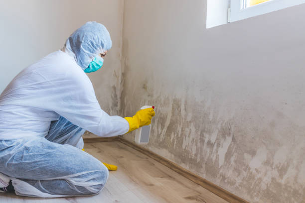 Licensed Commercial Mold Remediation service in Katy, TX - Car Mold Remediation